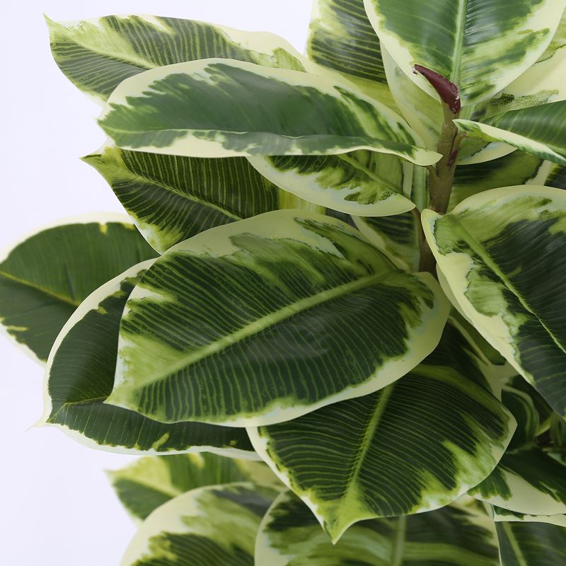 artificial decorative rubber tree