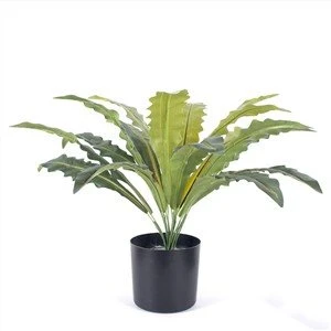 Sztuczna Paproć Asplenium